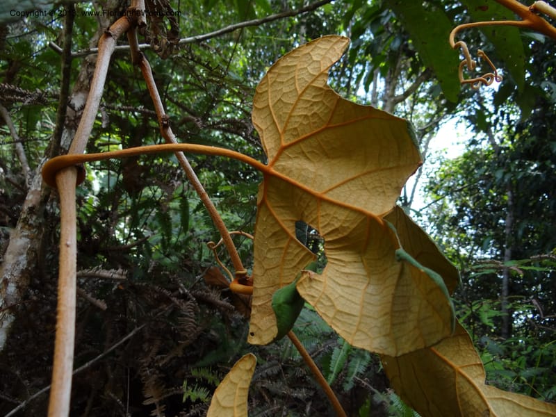 Ampelocissus, SAN.153249--Malaysia, Sabah. Tawai For. Res. 9 Apr 2012. DSC07890 (143).JPG