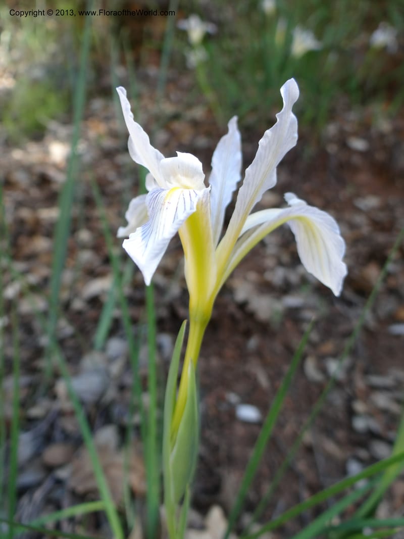 Iris tenuissima, Davidson, C 12132--Calif. Nevada Co. 19 Apr 2013. DSC03196 (14).JPG