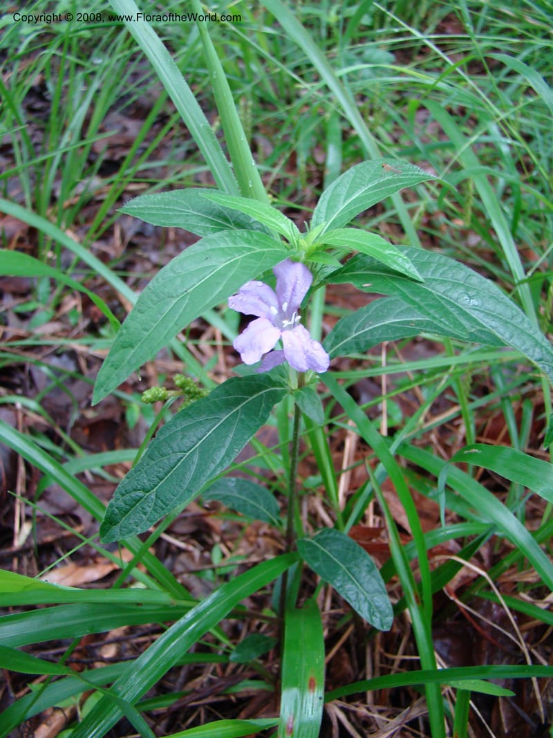 Ruellia caroliniensis--TX. Harris Co. Armand Bayou Nat. Ctr. 26 Apr 08. 041.jpg