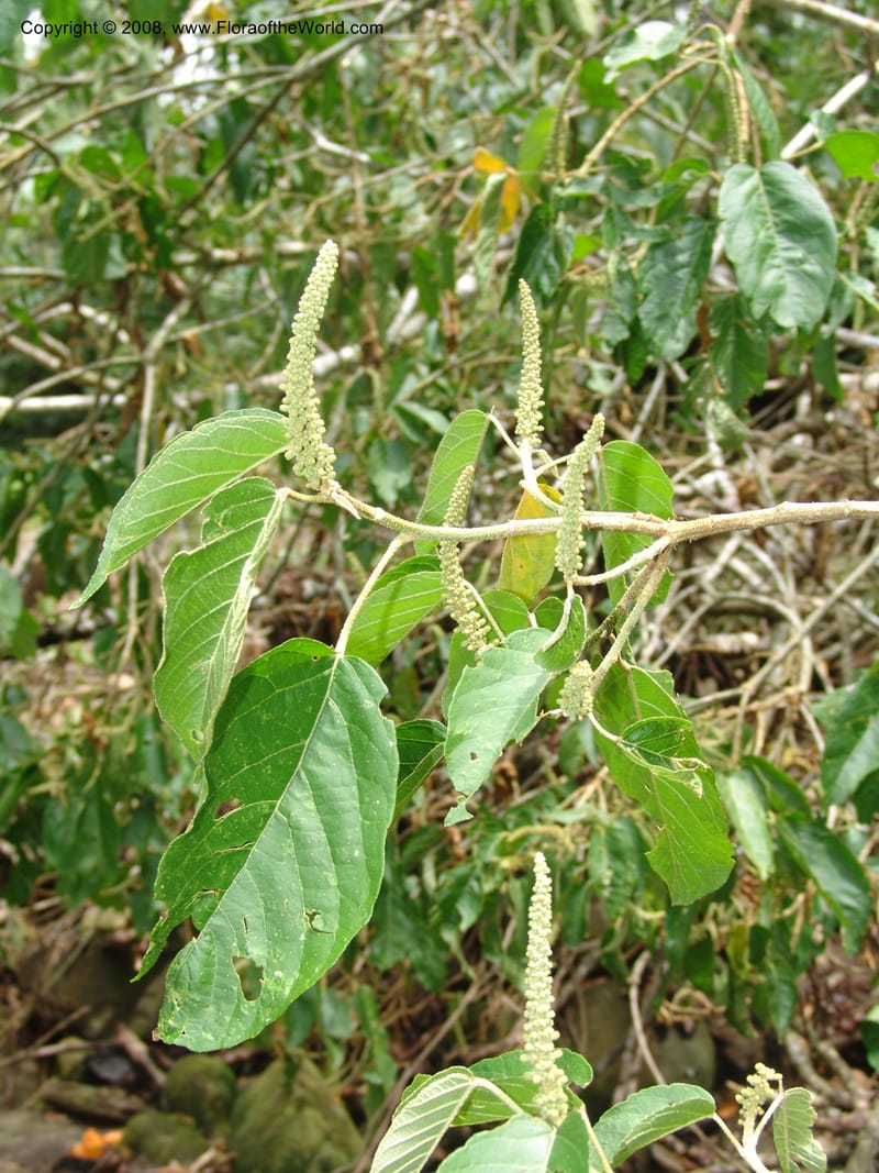 Croton, RVasquez32971--Peru. Pillcopata. Qbda Pini Pini. 29 Oct 07. 204.jpg