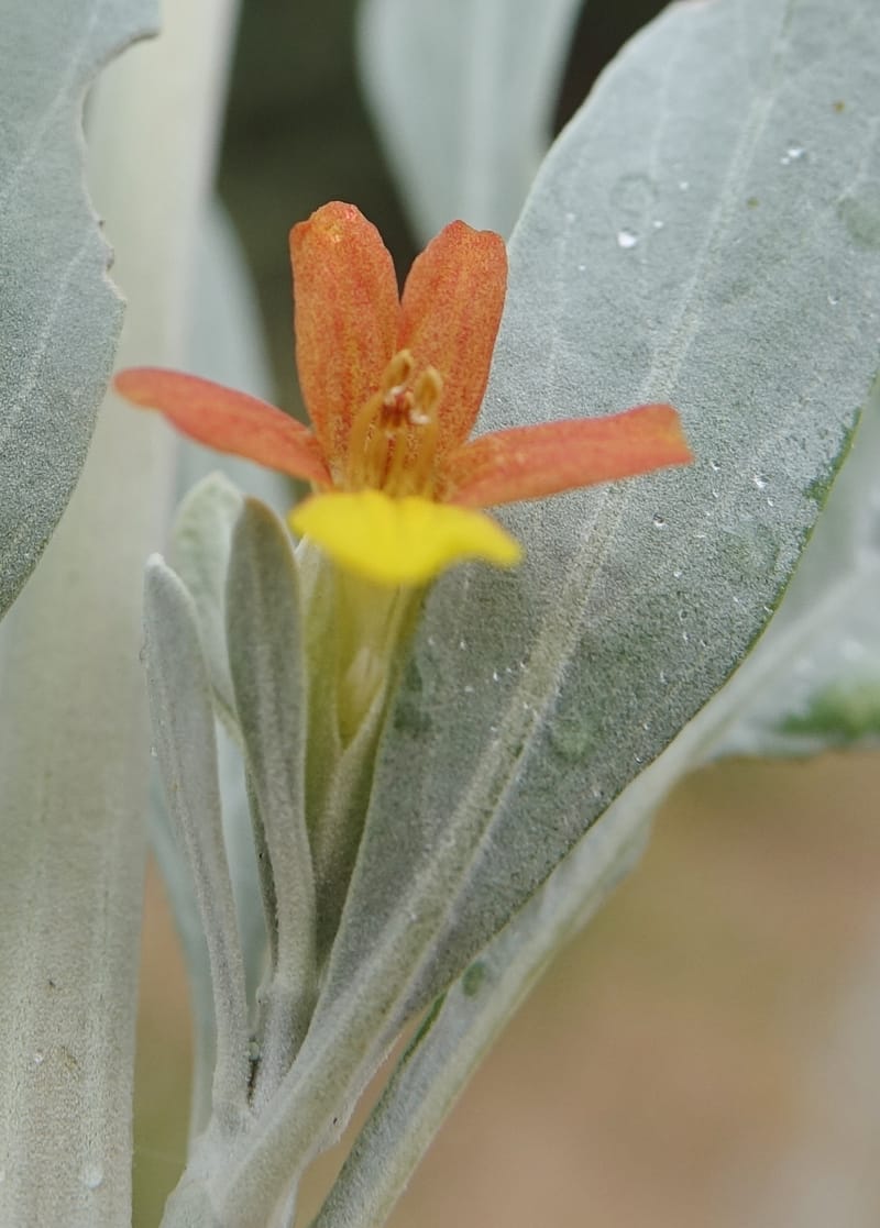 Petalidium englerianum, L. Nanyeni 1177--Namibia. Hwy C38 4 km SE pf Outjo. 17 Mar 2018. DSC01495 (38).JPG