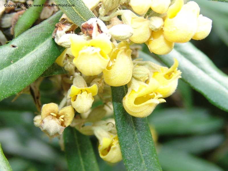 Anastrabe integerrima--So. Africa. Lowveld Nat. Bot. Gard. 14 Mch 05. 448.jpg