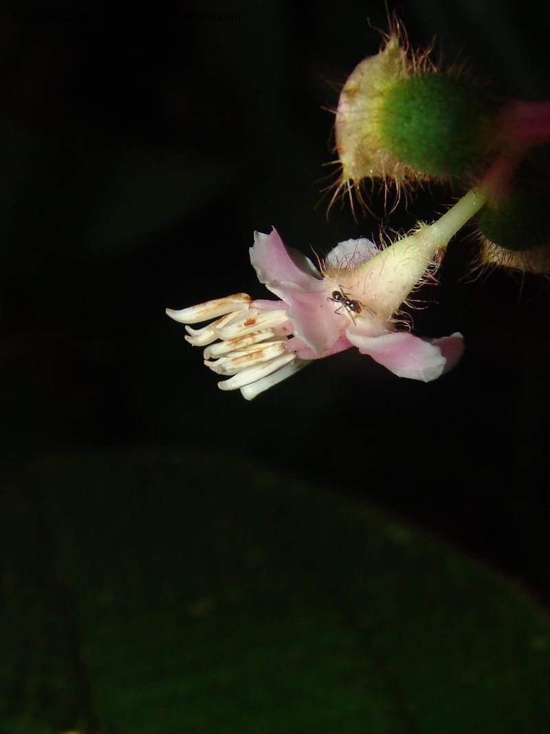 Tococa guianensis, AAraujoM1251--Bolivia. Pq. Nac. Madidi. Chalalan. Send. Anta. 30 Nov 04. 251.jpg