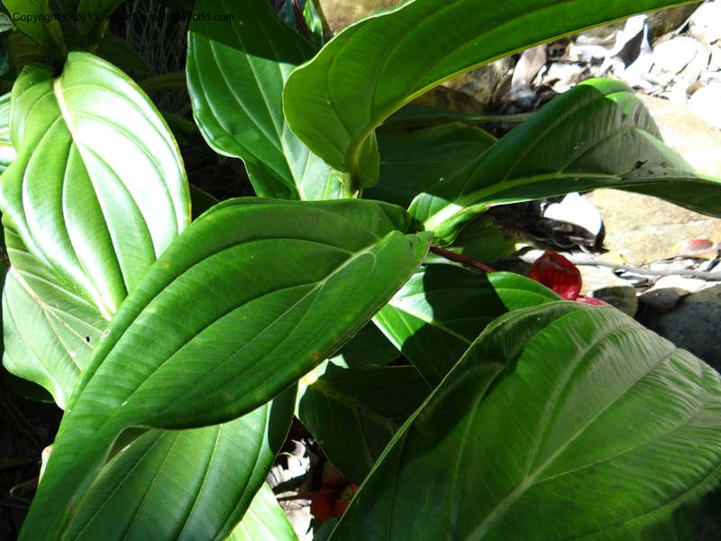 Medinilla miniata--Australia. Queensland. Cairns B. G. DSC09035 (48).JPG