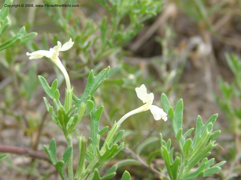Chascanum pinatifidum--So.Africa. Mpumal. R577 N of Lydenburg. 16 Mch 05. 198.jpg