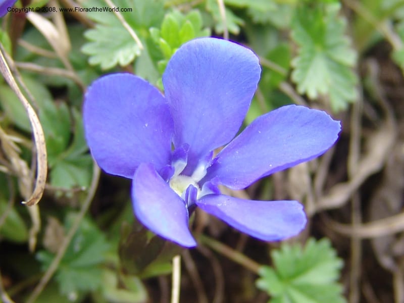Gentiana angulosa--Georgia. Kazbeki . Trail-road to Sameba Church. 2 Jun 05. 497.jpg