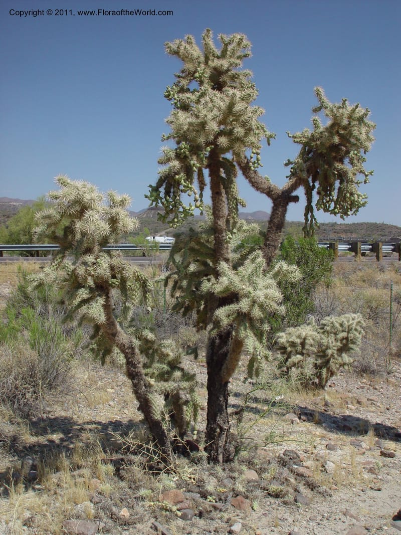 Opuntia fulgida--AZ. 70 mi N of Phoenix on Hwy 17. 5 Jun 03. 009.jpg