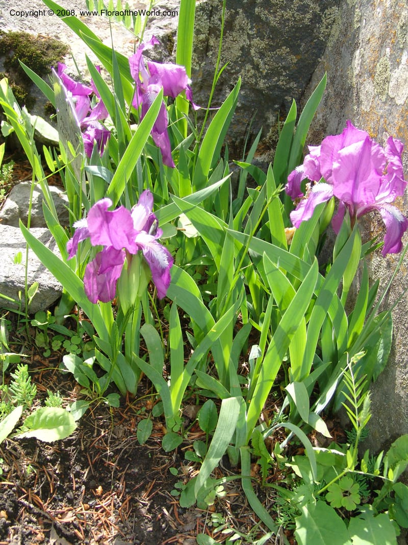 Iris hungarica--Georgia. Bakuriani Botanical Garden. 7 Jun 05. 093.jpg