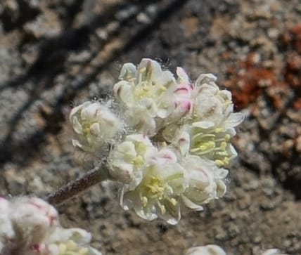 Eriogonum thymoides, C. Davidson 13549--ID. Blaine Co. Rock Creek Preserve. TNC. 13 May 2017. DSC00171 (174).JPG