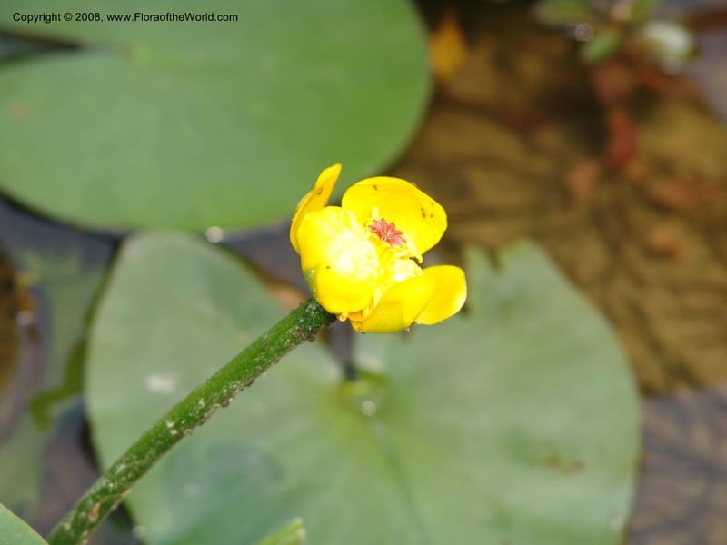 Nuphar pumila--China. Hubei. Wuhan Botanical Garden. 20 Apr 07. 129.jpg