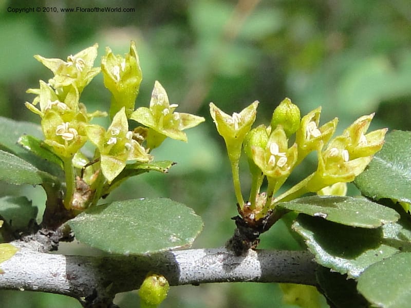 Rhamnus crocea, C. Davidson 11726--California. Santa Barbara Co. 4 April 2010 155 (8).jpg