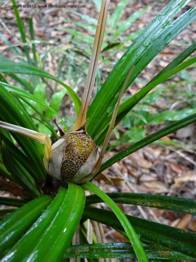 Pandanus dorystigma, Callmander 1000--Sarawak.. Bot. Res. Center, Semengoh. 26 Mar 2012. DSC05403 (12).JPG