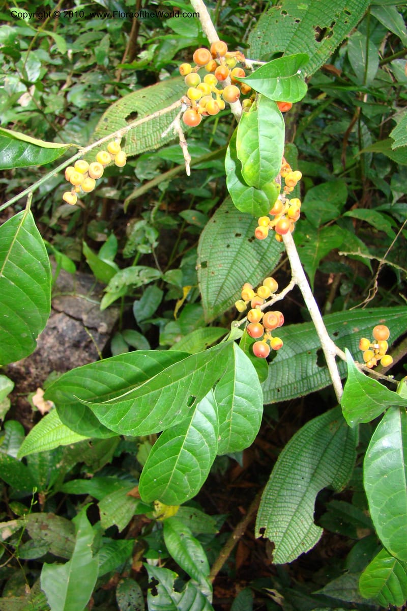 Sorocea, Vasquez 34748--Peru. Loreto. Dist. Nauta. Miraflores, Rio Tigre. 9 Nov 08. 268.jpg