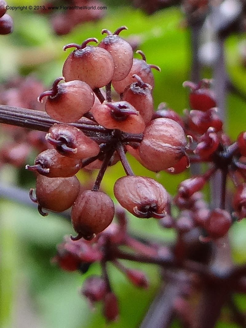 Polyscias purpurea, Gray, B 9640--Australia. Queensland. Mt. Lewis Rd., Mt. Lewis. 13 Nov 2013. DSC08352 (49).JPG