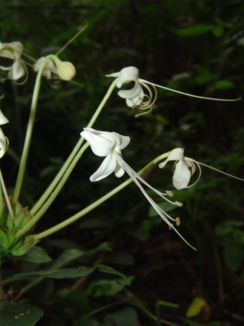 Clerodendrum zambesiacum cf, W4519--So. Afr. Mpumal. Karino, Whyte Thorne Gdn. 14 Mch 05. 123.jpg
