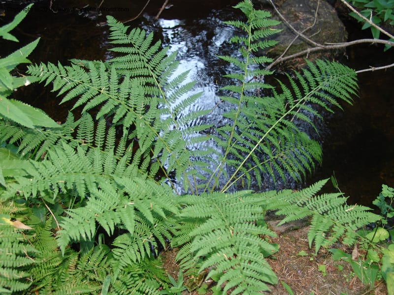 Athyrium felix-femina (L.)Mertens, CDavidson11135--ID. Valley Co. Payette Lake.  Sylvan Beach.  29 Jul 07. 007.jpg