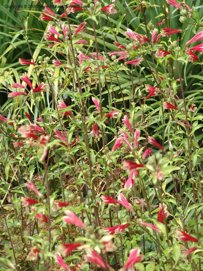 Alstroemeria psittacina, s.n.--CA. San Francisco Arboretum. 9 Aug 07. 542.jpg