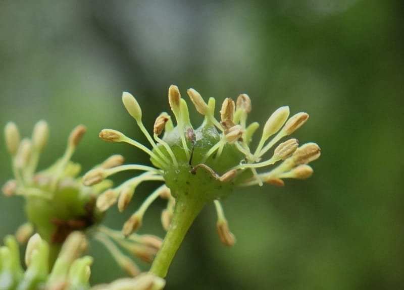Trochodendron aralioides, Tseng Yu-Hsin 1327--Taiwan. Taroko Nat. Park. Mt. Bilu Trail. 21 May 2016.  (33).JPG