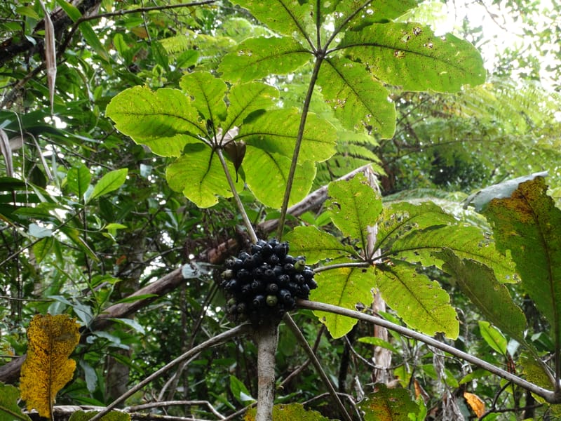Plerandra insolita, Plunkett, G 3186--Fiji. Waisali Rainf. Reserve. 4 Nov 2015. DSC08848 (222).JPG