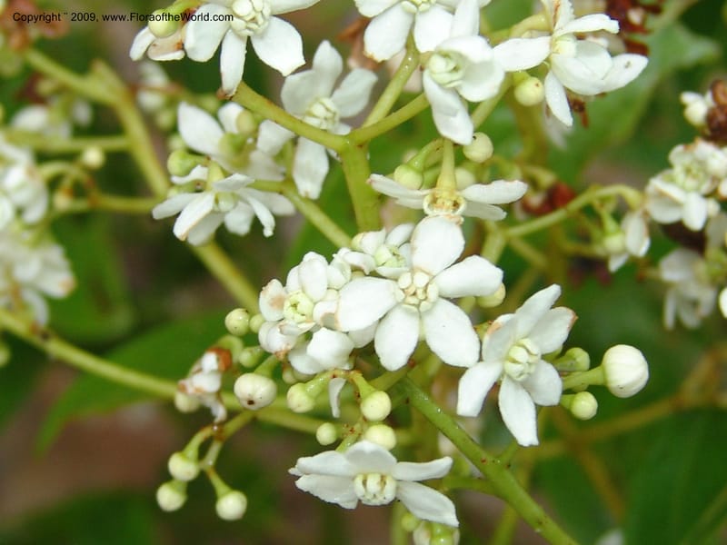Nectandra, DNeill15748--Ecuador. Prov. Zamora Ch. Silica Mine, Las Orquideas. 15 Sep 07. 414.jpg