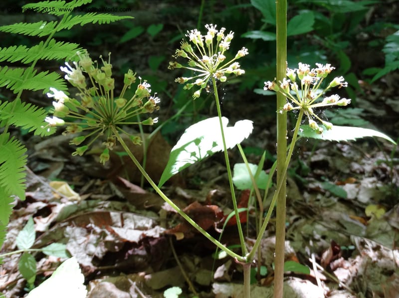 Aralia nudicaulis, Davidson, C 12999--North Carolina. Macon Co. Horse Cove Rd. 14 May 2015. DSC05455 (11).JPG