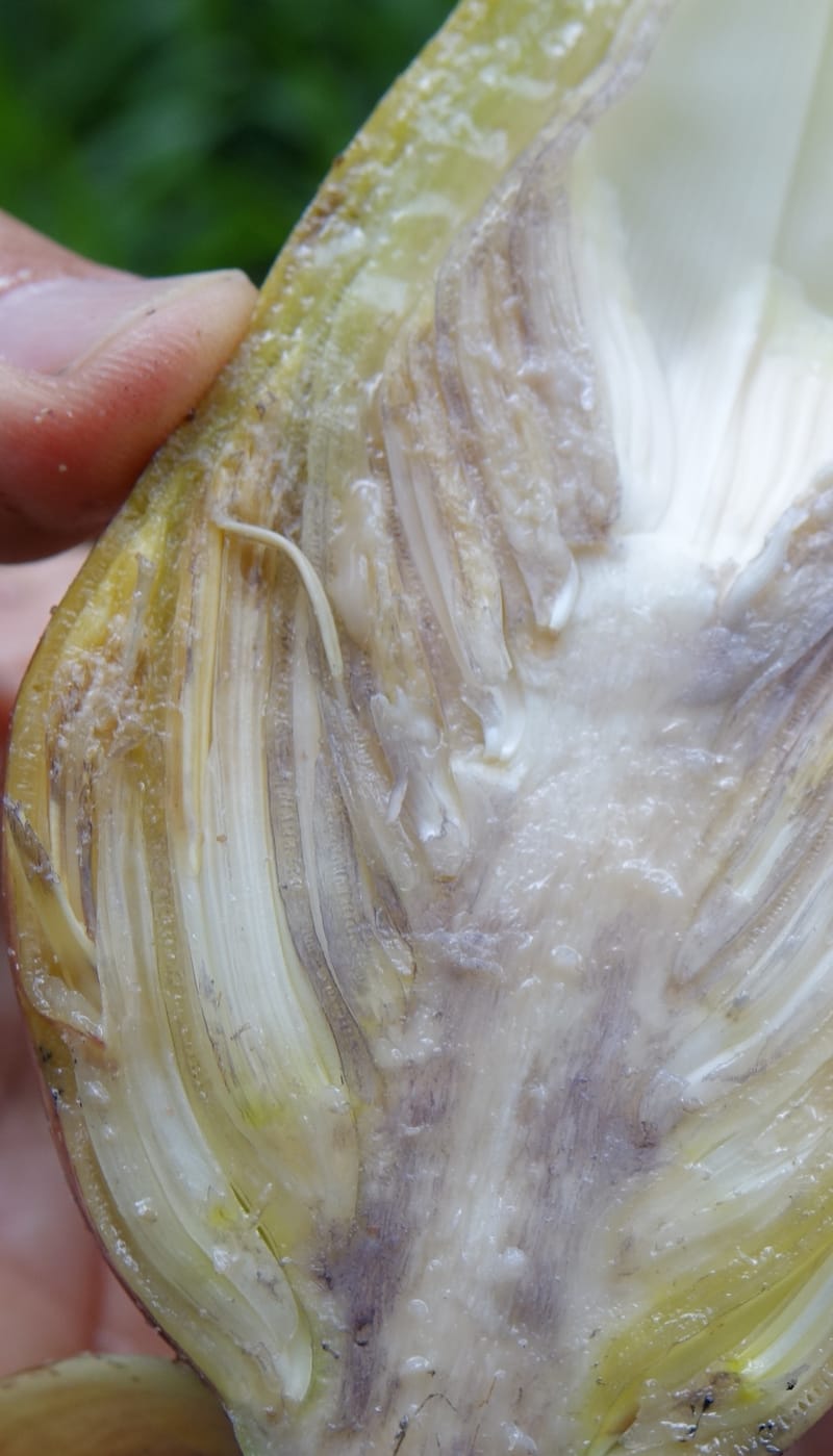 Musa formosana, Chung Kuo-Fang 3351--Taiwan. Wulai Distr. Wulai village. Hsing Hsian Trail. 19 May 2016. DSC03046 (182).JPG