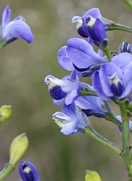 Comesperma volubile, Gray, B 9749--Australia. W. A. S of Sterling Range Rd. on Red Gum Pass Rd. 30 Oct 2016. DSC06952 (30).JPG