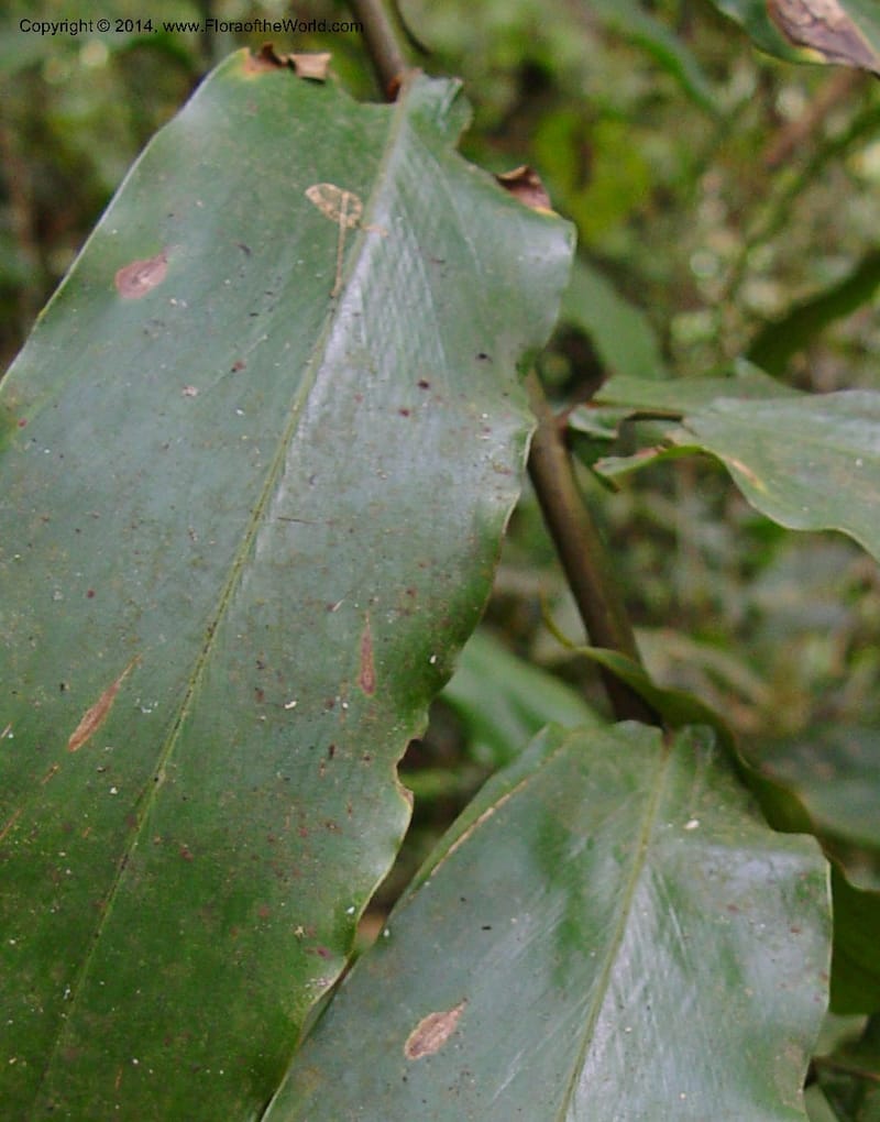 Aframomum sceptrum--Cameroon. Mt. Cameroon. 5 Dec 03. 152a (2).jpg