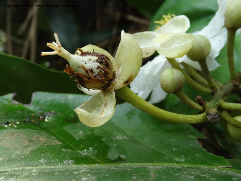 Oncoba, Davidson, C 12336B--Cameroon. Mokoko For. Res. 20 Mar 2014. DSC02622 (18).JPG