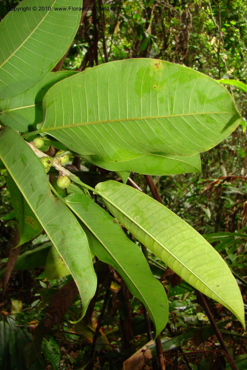Ficus paraensis, R. Vasquez 34918--Peru. Loreto. Dto. Parinari. Tacshacocha. R. Samiria. 14 Nov 08. 163.jpg