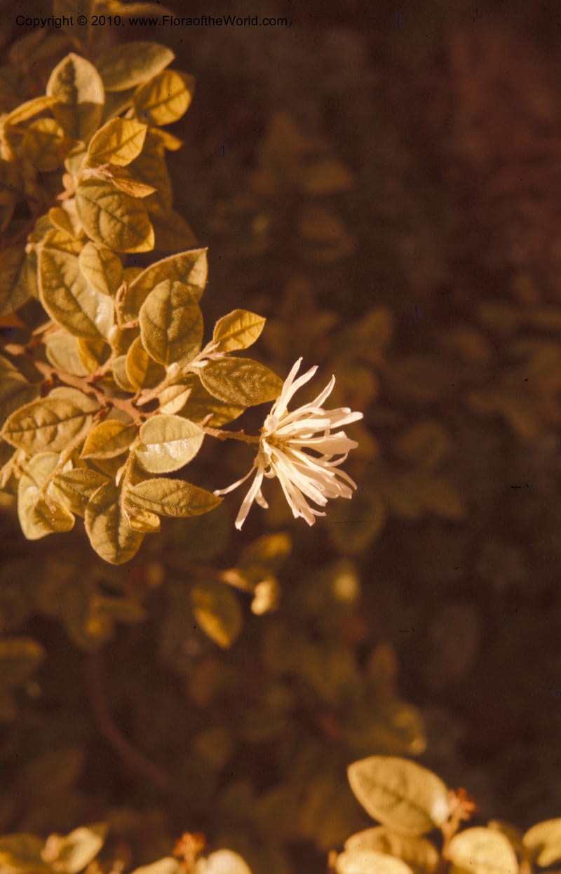 Loropetalum chinense--CA. Los Angeles St. and County Arbor. Apr 74. 003.jpg