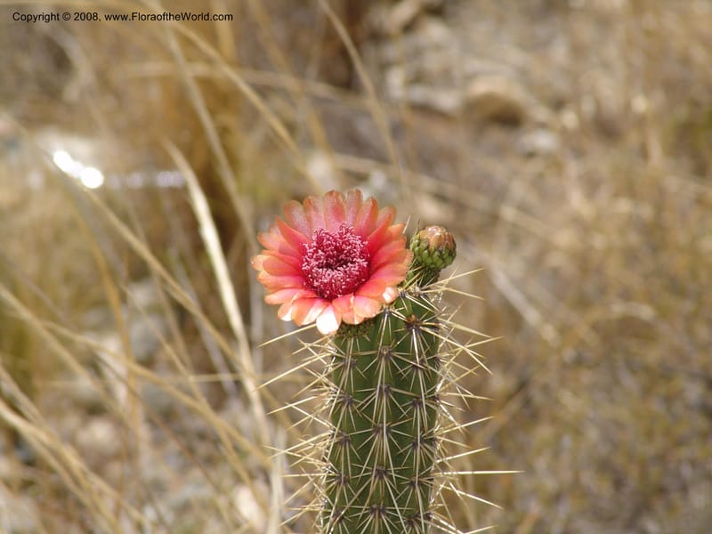 Corryocactus melanotrichus--Bolivia. La Paz. Send. Aguila. 4 Dec 04. 016.jpg