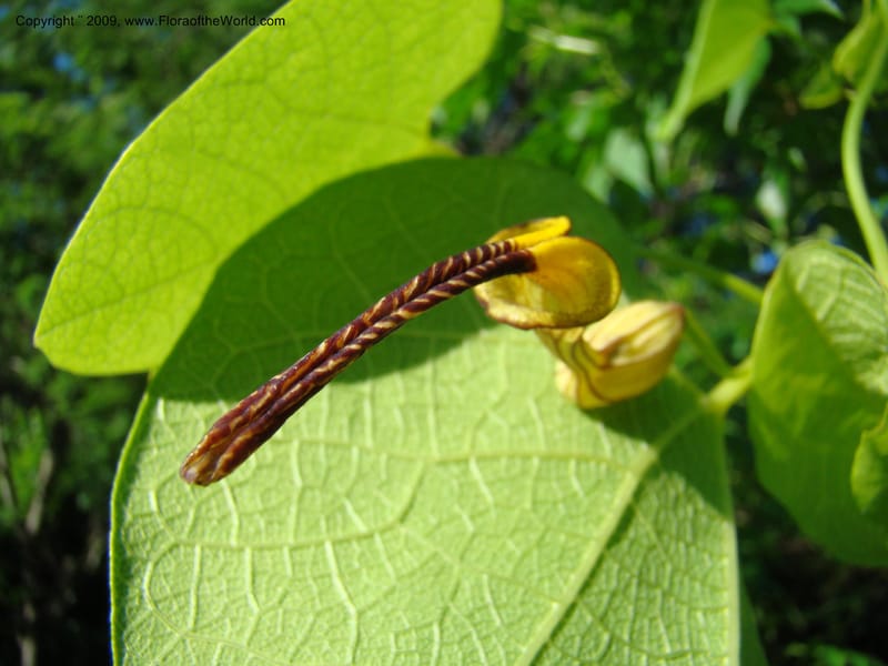 Aristolochia, WDStevens27310--Nicaragua. N.Segov. S of Ocotal, on Pan Am Hwy. 18 Jun 08. 006.jpg