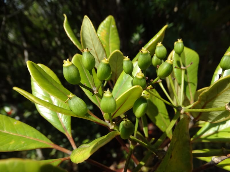 Plerandra elongata, Lowry, P 7374--New Caledonia. Mont Dzumac. 12 Nov 2015. DSC01563 (354).JPG