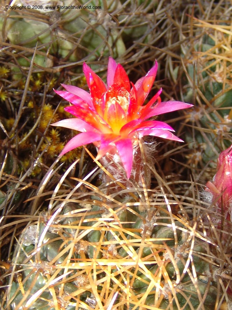 Echinopsis maximiliana, AAraujoM3008--Bolivia.  Prov.B.Saavedra. Charazani to La Paz. 20 Sep 06. 041.jpg
