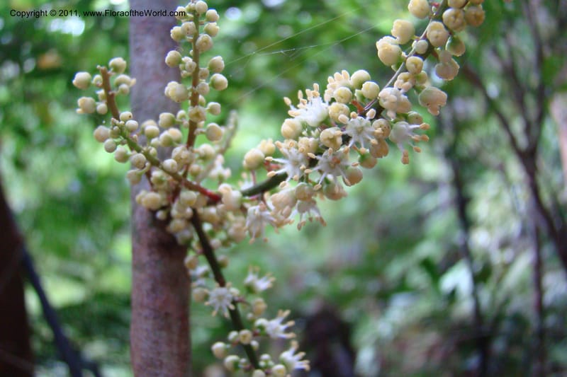 Cupaniopsis, M. Callmander 763--New Caledonia. Mont Koghis. 18 Jan 2010. 002 (85).jpg