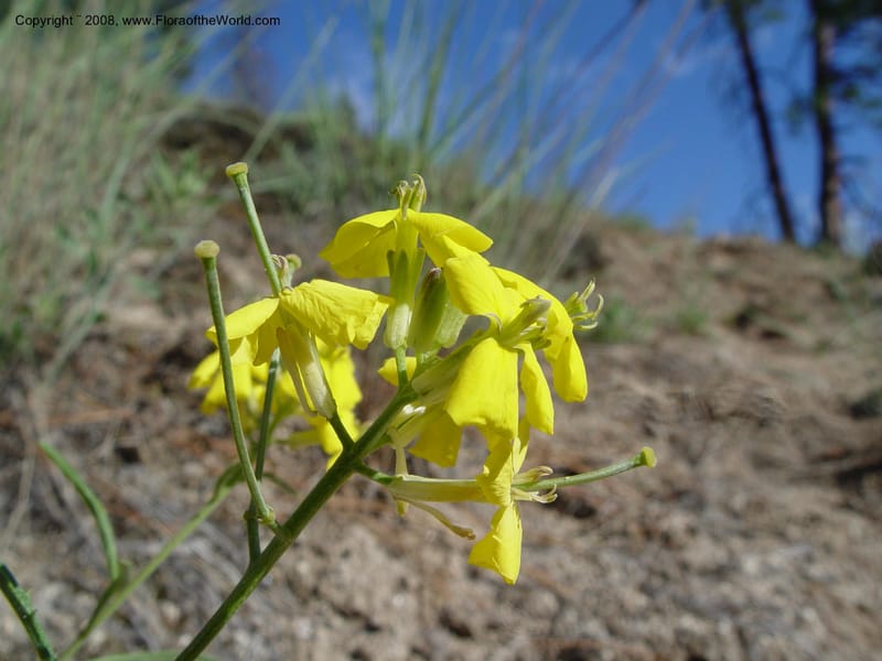 Erysimum--ID. Idaho Co. Salmon R. Polly Bemis Ranch. 9 May 04. 032.jpg