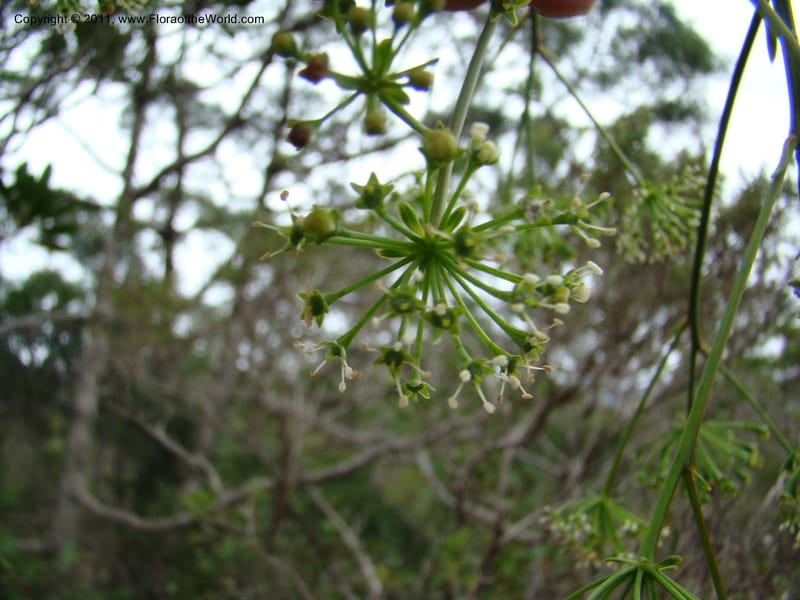 Myodocarpus crassifolius, not coll.--New Caledonia. Pl des Lacs. Ca. Grand Lac. 21 Jan 2010. 293 (257).jpg