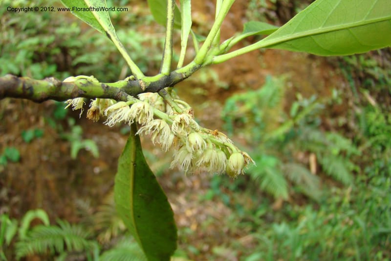 Elaeocarpus, Regalado 1727--Viet Nam. Thua Thien Hue Prov. Phu Loc Distr. Bach Ma. 13Apr 09. 018.jpg