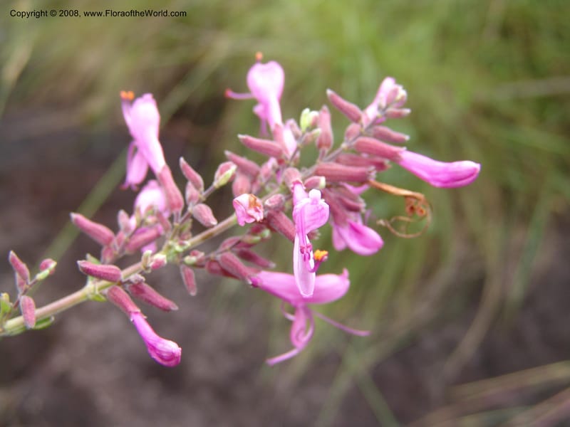 Syncolostemon rotundifolius--So.Africa. E. Cape. Umtanvuna Nat. Res. 11 Mch 05. 097.jpg