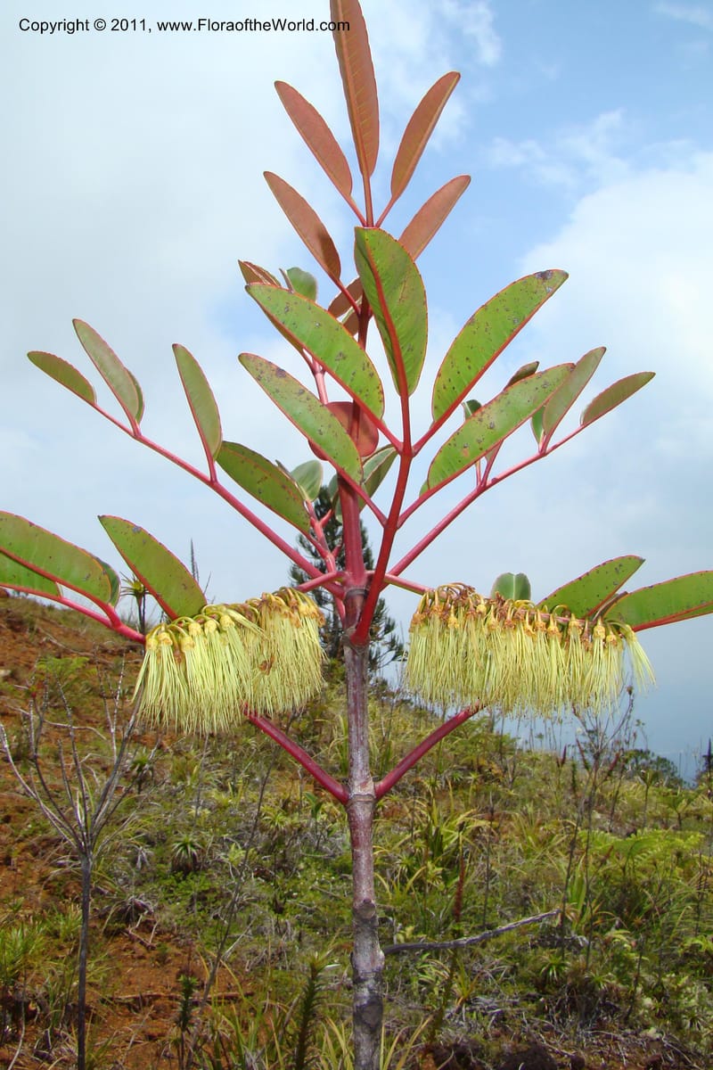 Cunonia macrophylla, M. Callmander 802--New Caledonia. Mont Dore. 20 Jan 2010. 001 (117).jpg