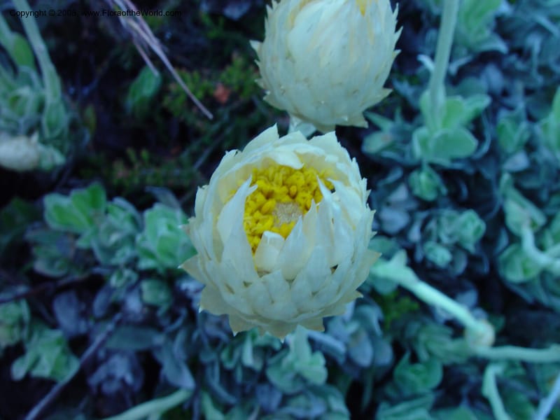 Helichrysum stellatum--So. Africa. Cape Province. Table Mtn. 20 Nov 02. 040.jpg