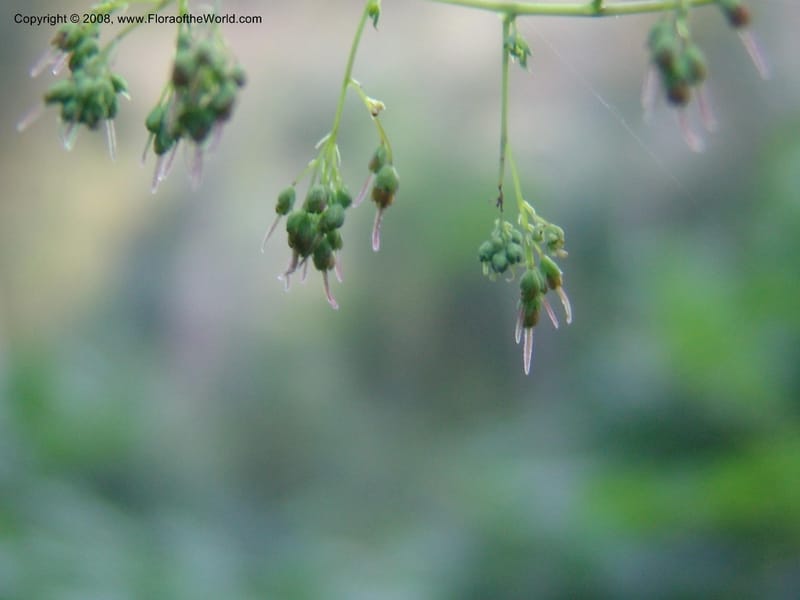 Thalictrum rhynchocarpum--Kenya. Brooks Bond Tea Estate, Kericho. 8 Jul 04. 123.jpg