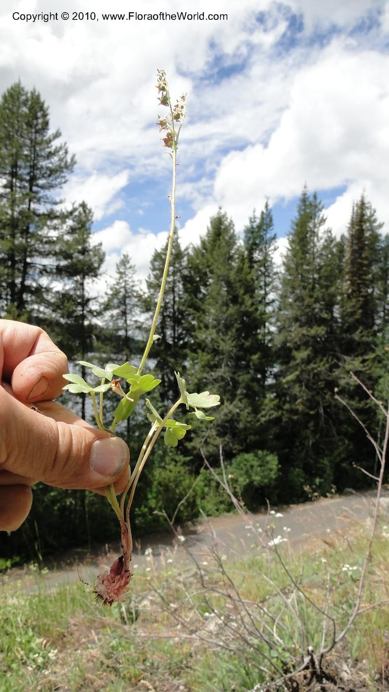 Suksdorfia ranunculifolia, B. Ertter 19978--Idaho. Valley County. 1 July 2010. 085 (18).jpg