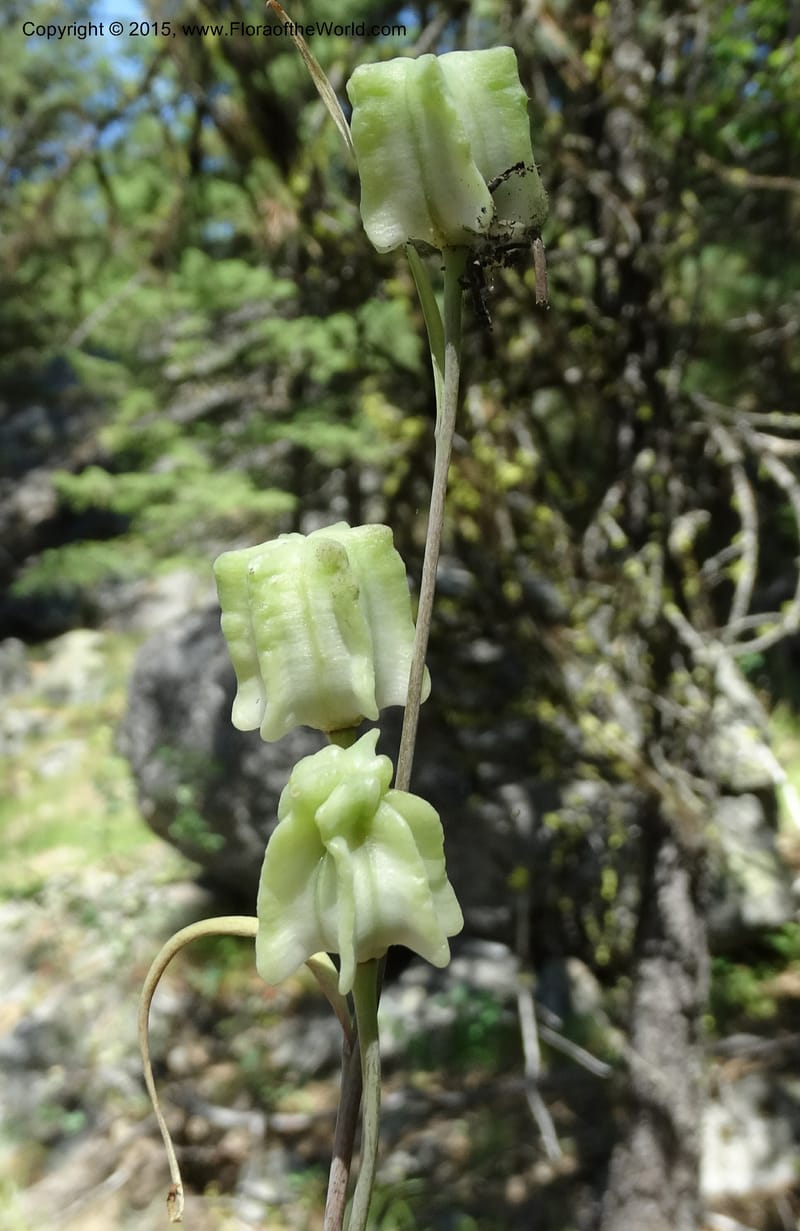 Fritillaria atropurpurea, Davidson, C 12560--Idaho. Valley Co. Payette Lake. Sylvan Beach. 12 Jul 2014. DSC09429 (77).JPG