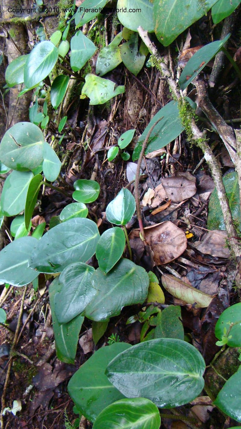 Peperomia...WDS#27264,Nicaragua,Matagalpa,La Selva Negra,16June2008 135.jpg