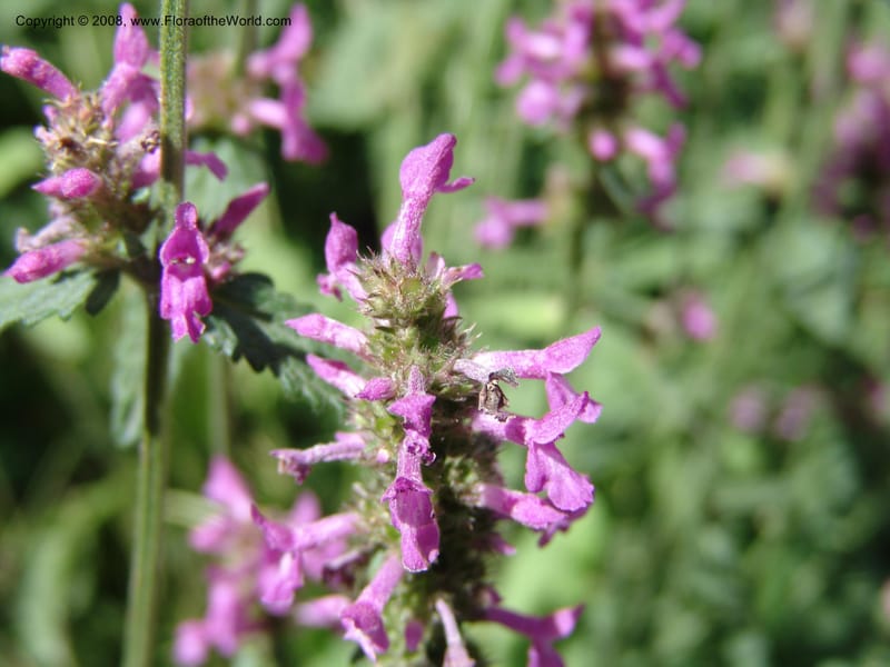 Stachys officinalis--AZ. Arboretum at Flagstaff. 3 Sep 04. 047.jpg