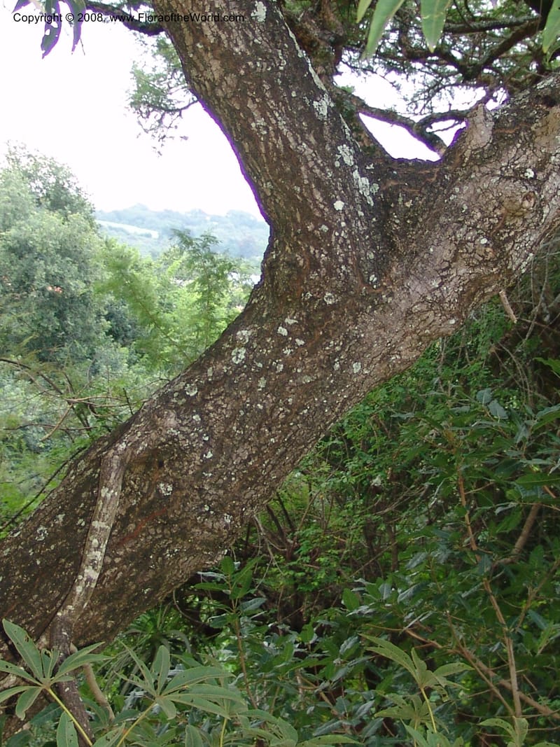 Sterculia murex--So. Africa. Lowveld Nat. Bot. Gard. 14 Mch 05. 303.jpg