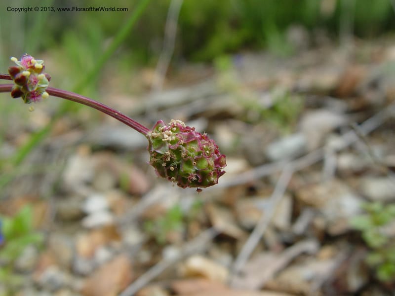 Sanguisorba verrucosa--Spain. Granada Prov. Jct. Albondon-Albunol on C333. 15  (29).jpg
