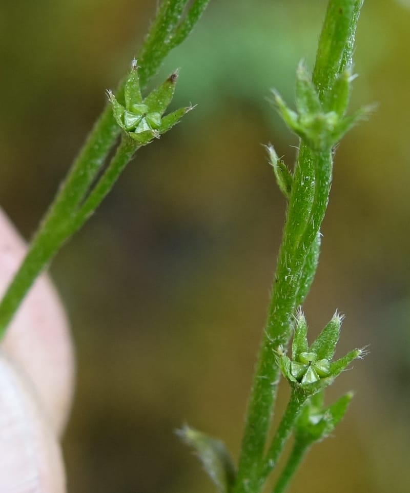 Trigonotis formosana, Tseng Yu-Hsin 1317--Taiwan. SW of Nanshan on highway 7. 20 May 2016. DSC03339 (66).JPG